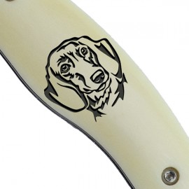 Dachshund