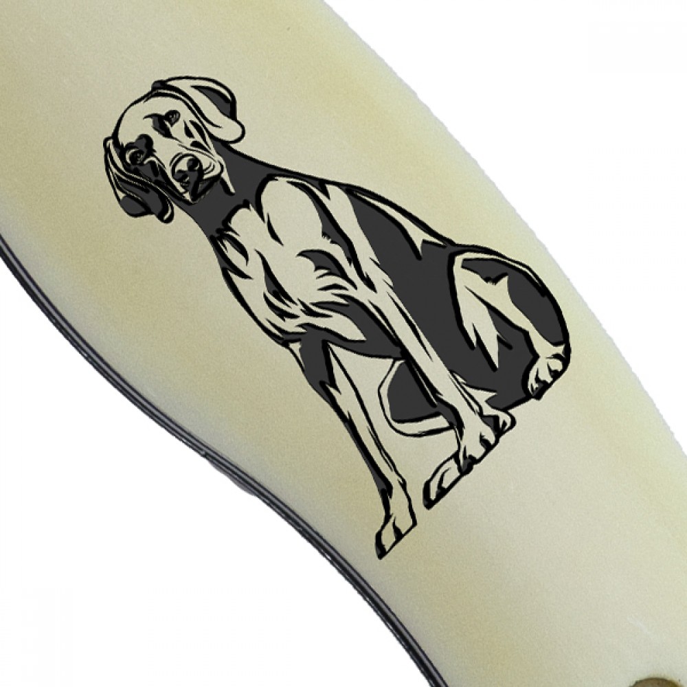 Vizsla