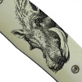 Boar