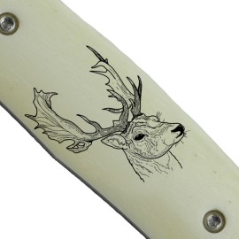 Dam Deer